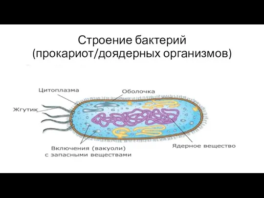 Строение бактерий (прокариот/доядерных организмов)
