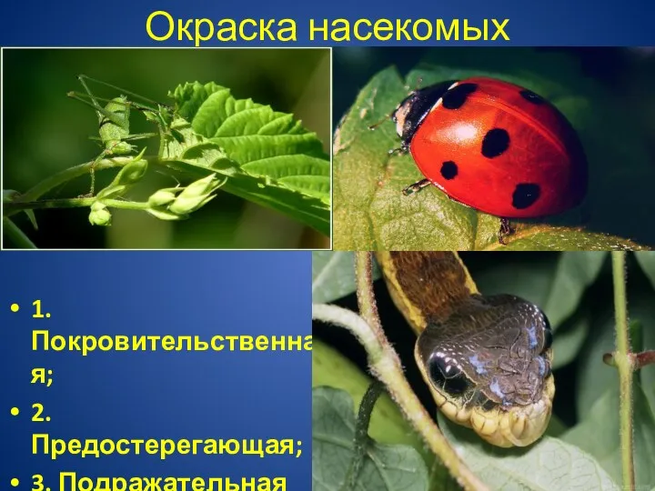 Окраска насекомых 1.Покровительственная; 2. Предостерегающая; 3. Подражательная (мимикрия);
