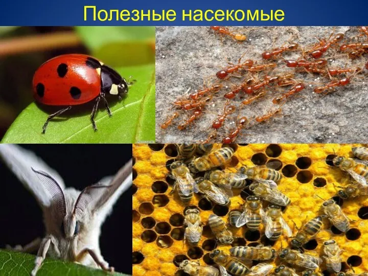 Полезные насекомые