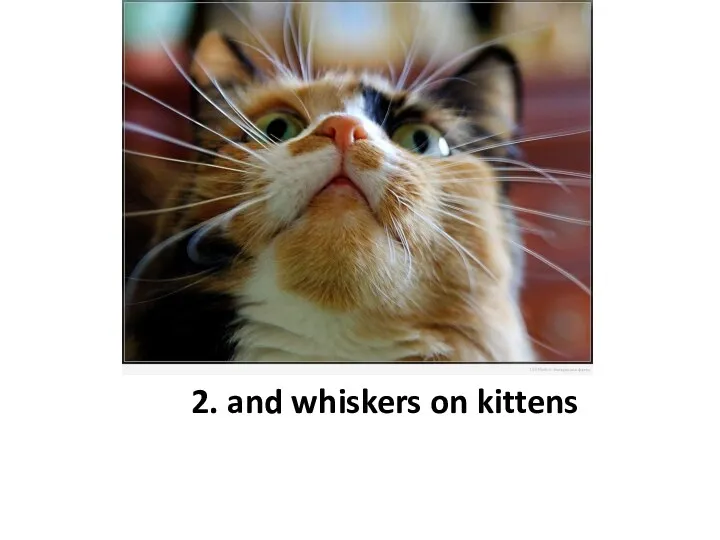 2. and whiskers on kittens