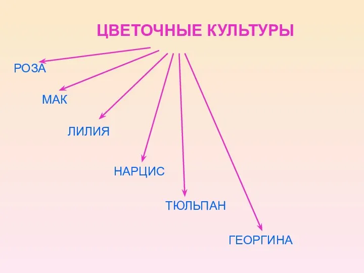 ЦВЕТОЧНЫЕ КУЛЬТУРЫ РОЗА МАК ЛИЛИЯ НАРЦИС ТЮЛЬПАН ГЕОРГИНА