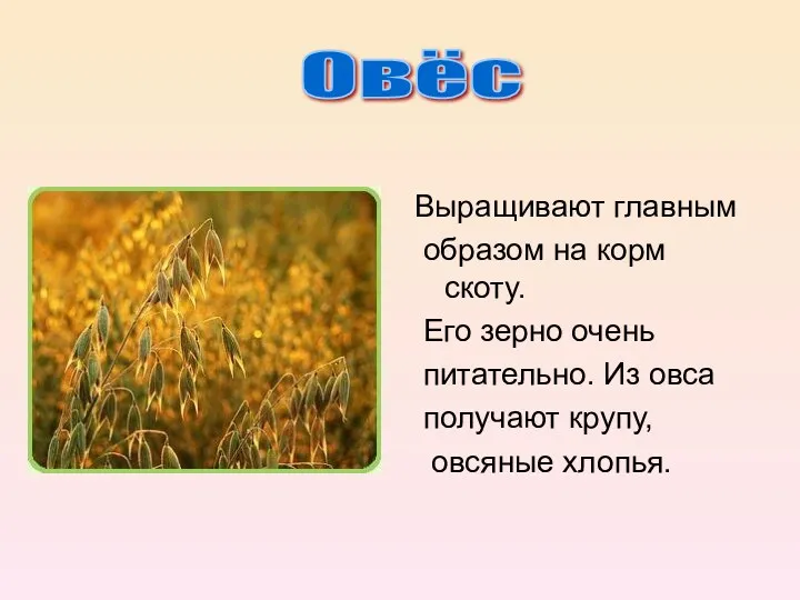 Выращивают главным образом на корм скоту. Его зерно очень питательно.