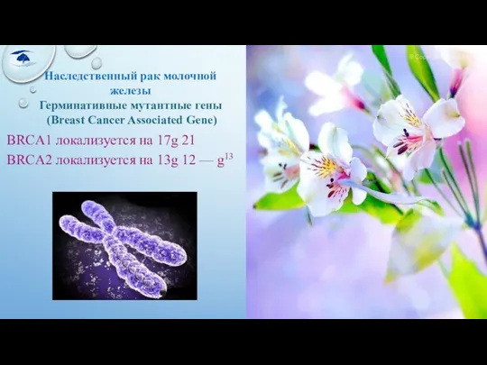 BRCA1 локализуется на 17g 21 BRCA2 локализуется на 13g 12