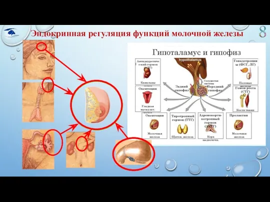 Эндокринная регуляция функций молочной железы