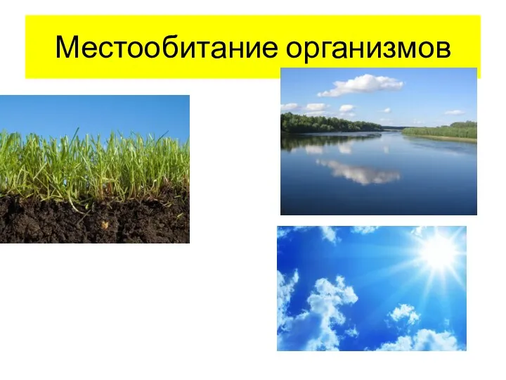 Местообитание организмов