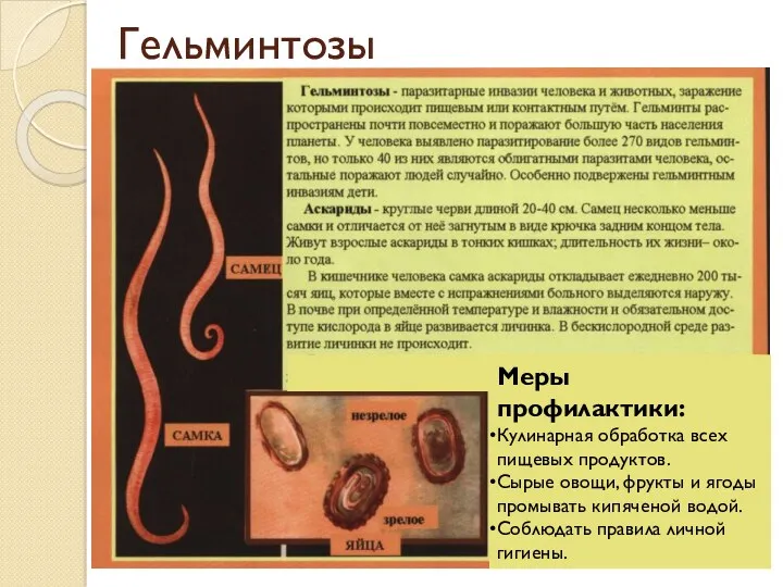 Гельминтозы Меры профилактики: Кулинарная обработка всех пищевых продуктов. Сырые овощи,