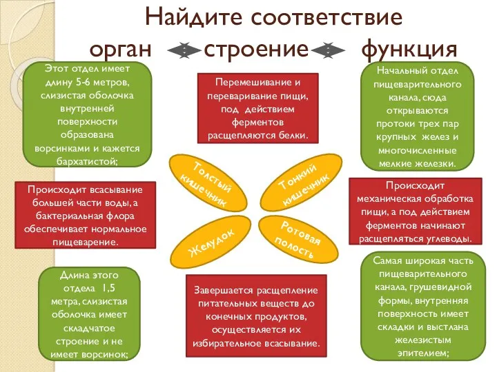 Найдите соответствие орган строение функция Желудок Толстый кишечник Ротовая полость