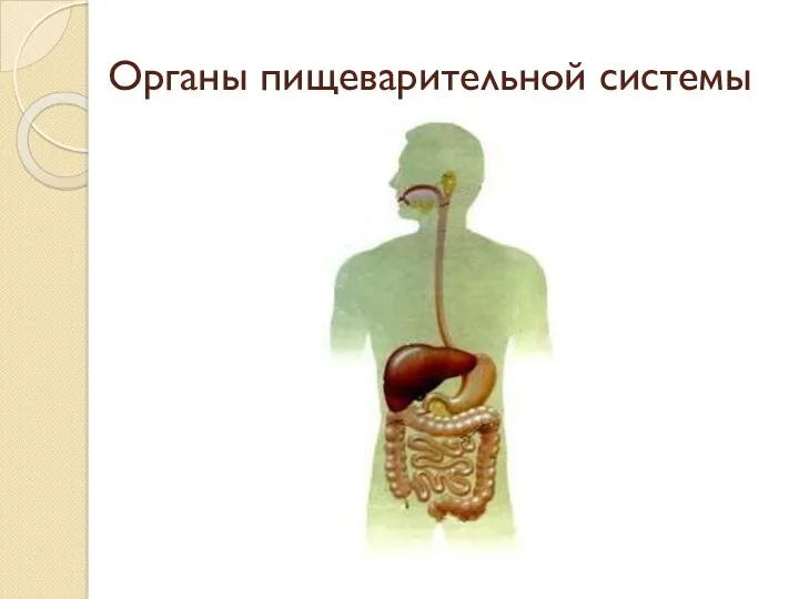 Органы пищеварительной системы