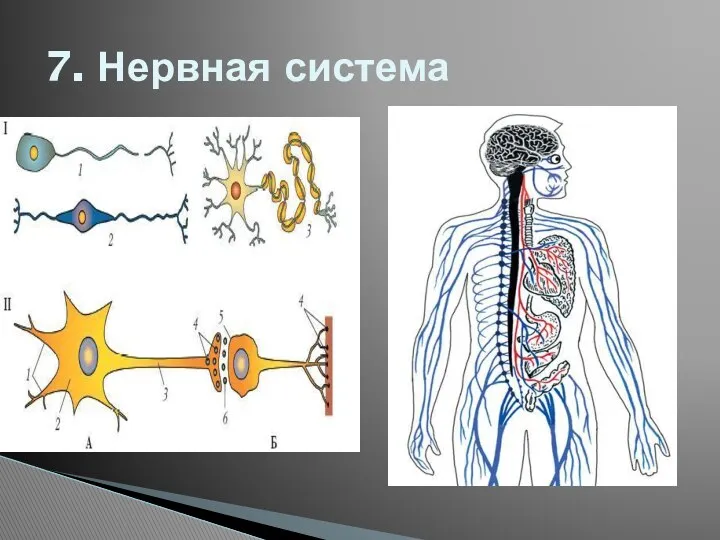 7. Нервная система