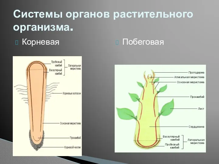 Корневая Побеговая Системы органов растительного организма.