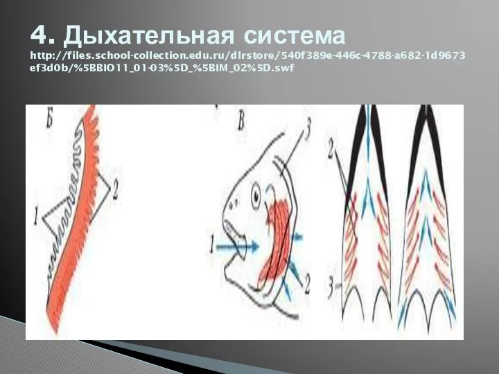 4. Дыхательная система http://files.school-collection.edu.ru/dlrstore/540f389e-446c-4788-a682-1d9673ef3d0b/%5BBIO11_01-03%5D_%5BIM_02%5D.swf