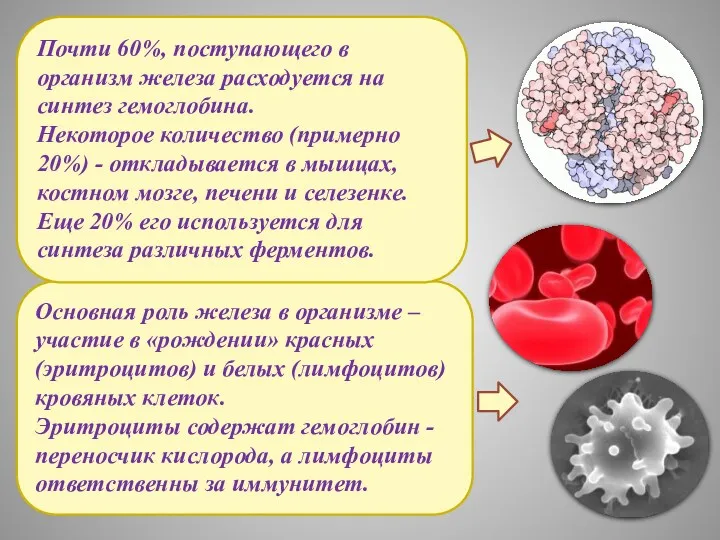 Основная роль железа в организме – участие в «рождении» красных