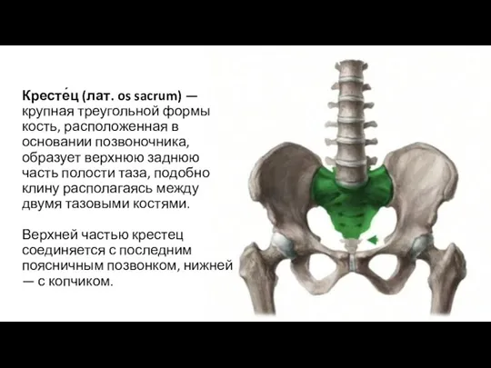 Кресте́ц (лат. os sacrum) — крупная треугольной формы кость, расположенная