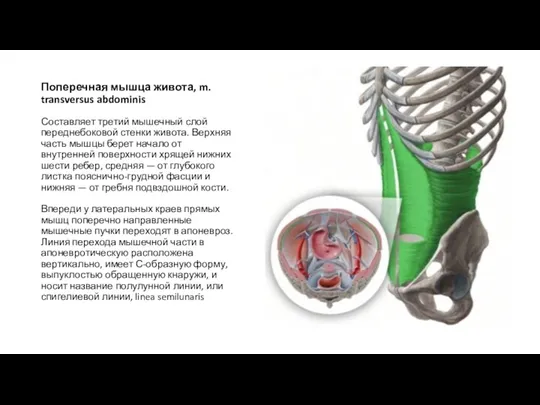 Поперечная мышца живота, m. transversus abdominis Составляет третий мышечный слой