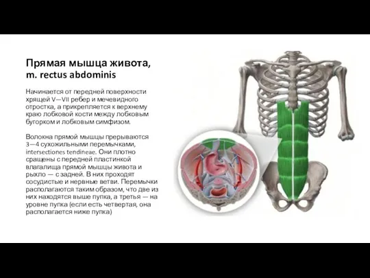 Прямая мышца живота, m. rectus abdominis Начинается от передней поверхности