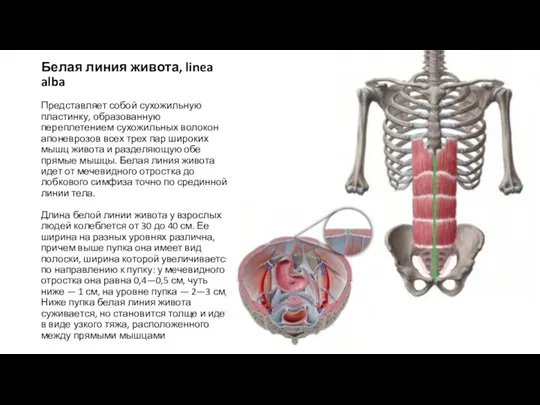 Белая линия живота, linea alba Представляет собой сухожильную пластинку, образованную