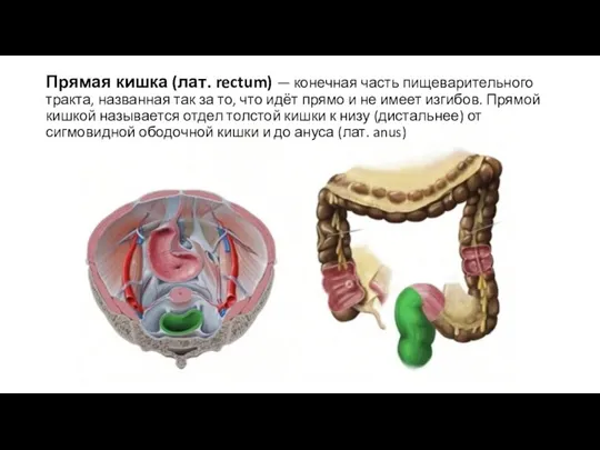Прямая кишка (лат. rectum) — конечная часть пищеварительного тракта, названная
