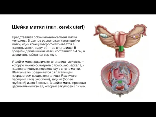 Шейка матки (лат. cervix uteri) Представляет собой нижний сегмент матки