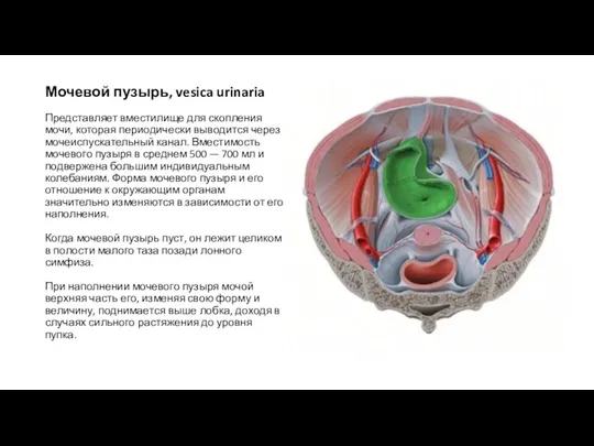 Мочевой пузырь, vesica urinaria Представляет вместилище для скопления мочи, которая