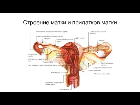 Строение матки и придатков матки