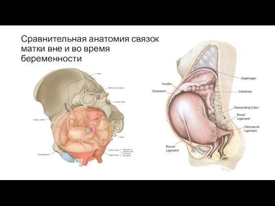 Сравнительная анатомия связок матки вне и во время беременности