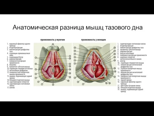 Анатомическая разница мышц тазового дна