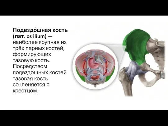 Подвздо́шная кость (лат. os ilium) — наиболее крупная из трёх