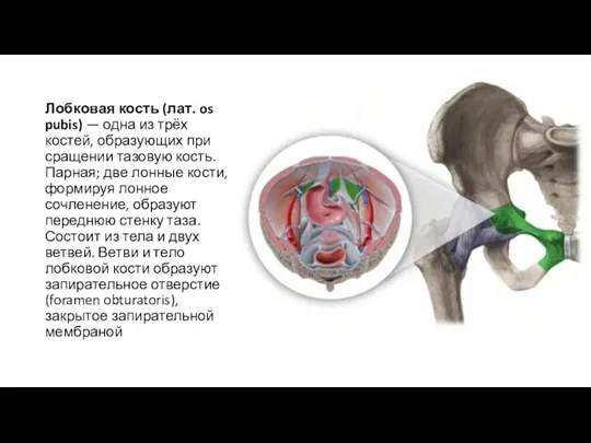 Лобковая кость (лат. os pubis) — одна из трёх костей,