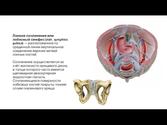 Лонное сочленение или лобковый симфиз (лат. symphisis pubica) — расположенное