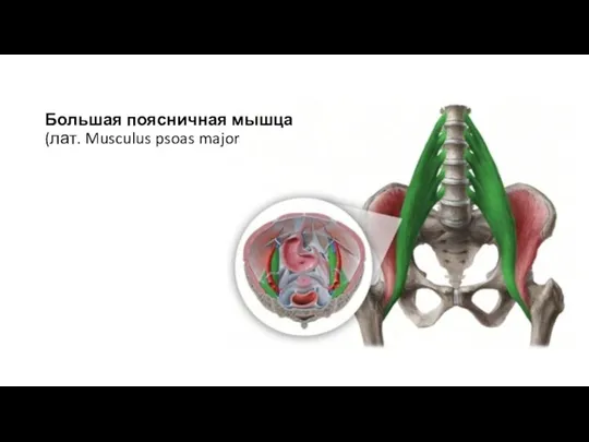 Большая поясничная мышца (лат. Musculus psoas major