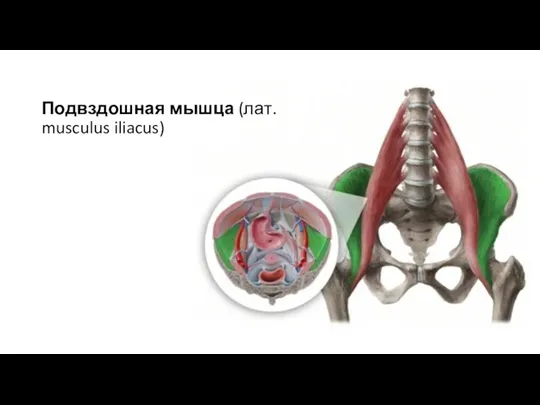Подвздошная мышца (лат. musculus iliacus)