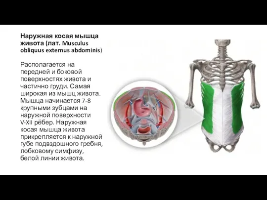 Наружная косая мышца живота (лат. Musculus obliquus externus abdominis) Располагается