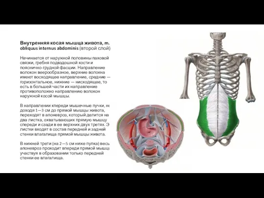 Внутренняя косая мышца живота, m. obliquus internus abdominis (второй слой)