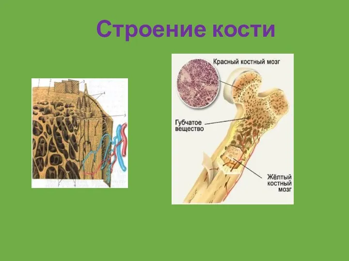 Строение кости