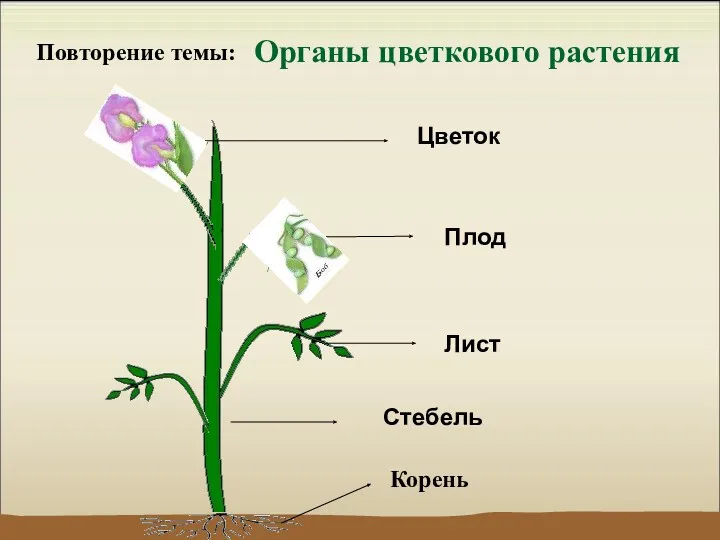 Органы цветкового растения Стебель Лист Цветок Плод Корень Повторение темы: