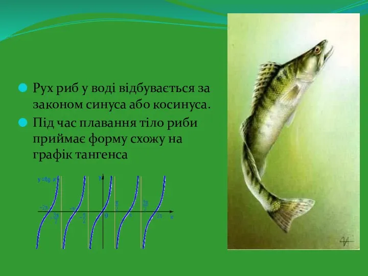 Рух риб у воді відбувається за законом синуса або косинуса.