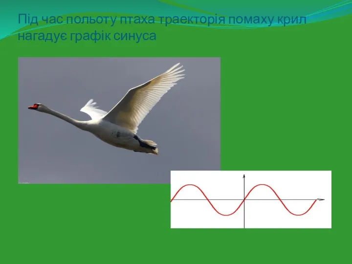 Під час польоту птаха траекторія помаху крил нагадує графік синуса