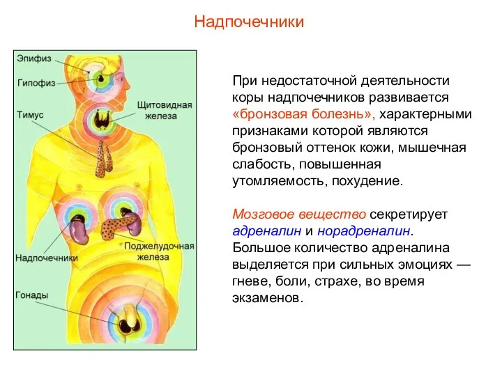 При недостаточной деятельности коры надпочечников развивается «бронзовая болезнь», характерными признаками