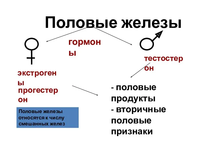 Половые железы гормоны экстрогены прогестерон тестостерон - половые продукты -