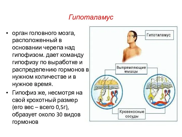Гипоталамус орган головного мозга, расположенный в основании черепа над гипофизом.