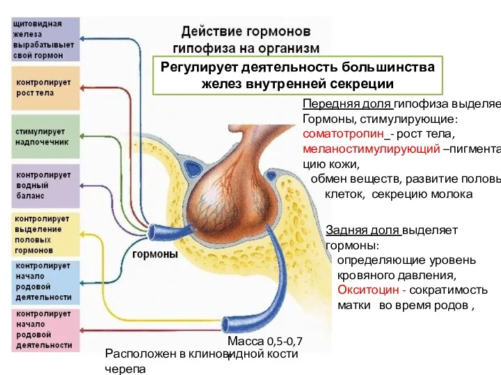 Передняя доля гипофиза выделяет Гормоны, стимулирующие: соматотропин_- рост тела, меланостимулирующий