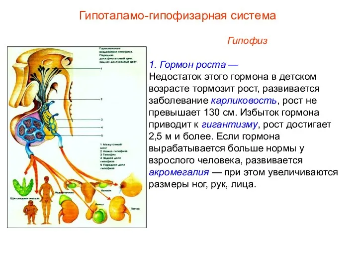 Гипофиз 1. Гормон роста — Недостаток этого гормона в детском