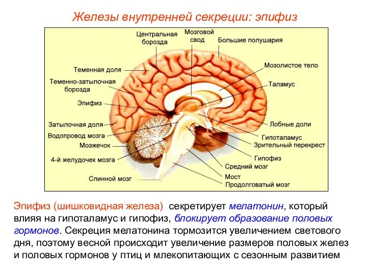 Железы внутренней секреции: эпифиз Эпифиз (шишковидная железа) секретирует мелатонин, который