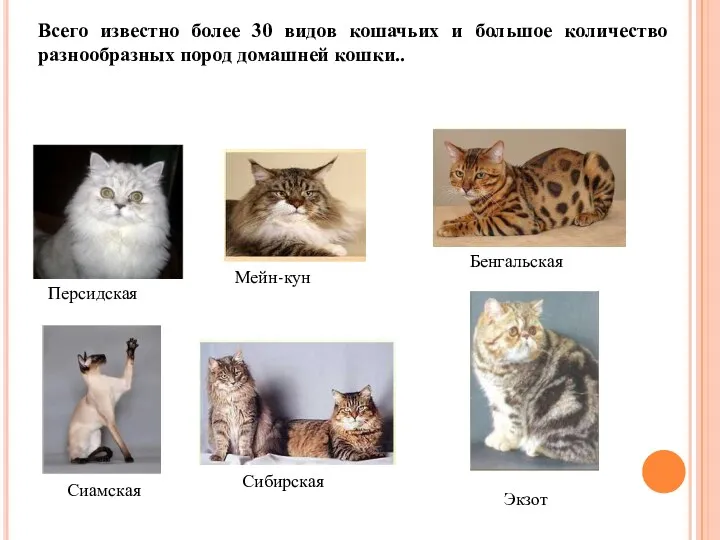 Всего известно более 30 видов кошачьих и большое количество разнообразных