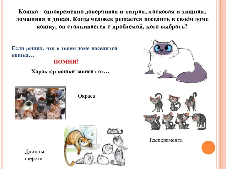 Кошка - одновременно доверчивая и хитрая, ласковая и хищная, домашняя