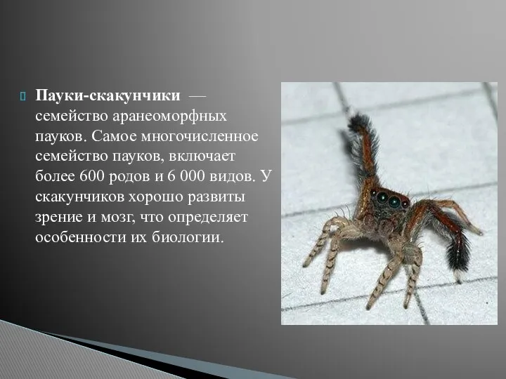 Пауки-скакунчики — семейство аранеоморфных пауков. Самое многочисленное семейство пауков, включает более 600 родов