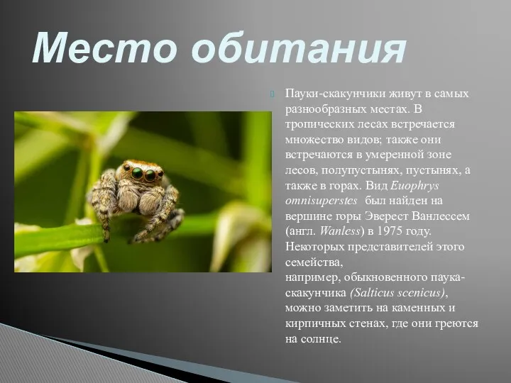 Пауки-скакунчики живут в самых разнообразных местах. В тропических лесах встречается множество видов; также
