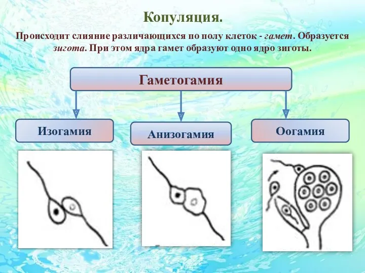 Копуляция. Происходит слияние различающихся по полу клеток - гамет. Образуется