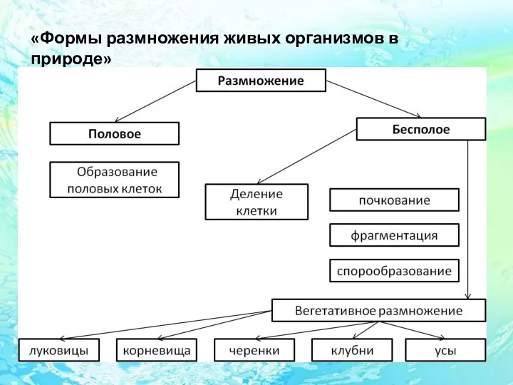 «Формы размножения живых организмов в природе»