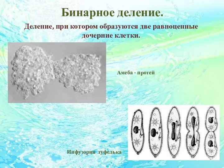 Бинарное деление. Деление, при котором образуются две равноценные дочерние клетки. Амеба - протей Инфузория туфелька